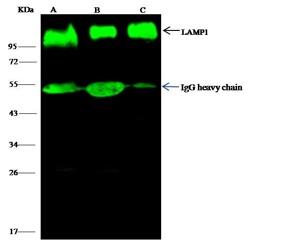 LAMP1 Antibody in Immunoprecipitation (IP)